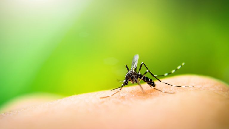 Brasil pode chegar a 4,2 milhões de casos de dengue em 2024, diz Ministério da Saúde