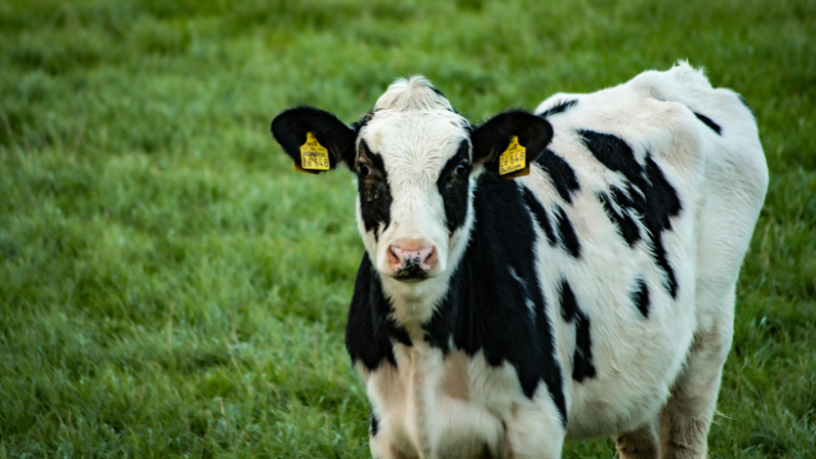 Inteligência no campo: Aldo Vendramin explica como a pecuária de precisão une eficiência econômica e responsabilidade ambiental.