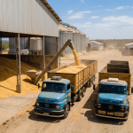 Milho dos estoques públicos será levado a quatro estados do Nordeste: o que pode mudar para produtores e consumidores