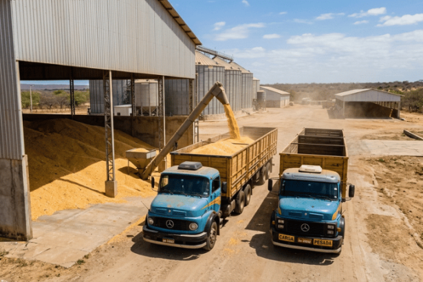 Milho dos estoques públicos será levado a quatro estados do Nordeste: o que pode mudar para produtores e consumidores