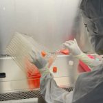 Cientista usando equipamento de proteção manipula culturas celulares em um laboratório de pesquisa.