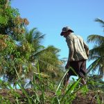 Agricultor trabalha em uma plantação sob o sol em Glória do Goitá, Pernambuco.
