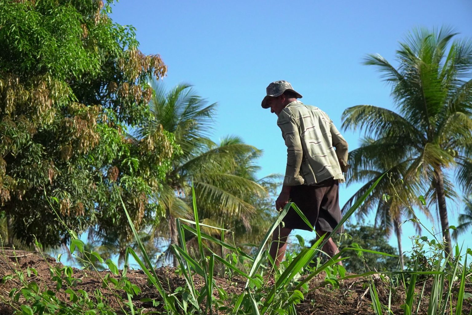 Agricultor trabalha em uma plantação sob o sol em Glória do Goitá, Pernambuco.