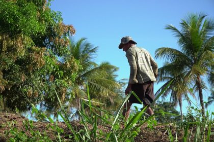 Agricultor trabalha em uma plantação sob o sol em Glória do Goitá, Pernambuco.