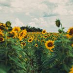 Campo de girassóis em plena floração sob céu nublado.