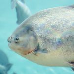 Peixe tambaqui nadando em um ambiente de aquário.