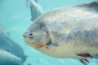 Peixe tambaqui nadando em um ambiente de aquário.